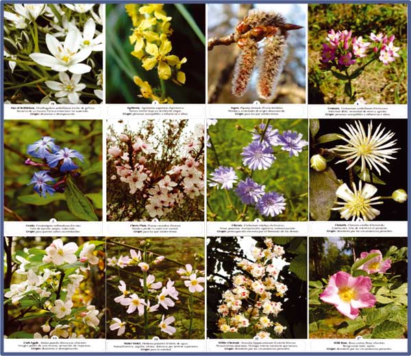 Las Flores de Bach y las Tcnicas Psico-homeopticas de Biebestar