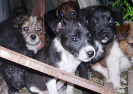 Los tratan como a perros... Los tratan como a perros...