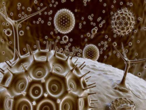 La inmensidad del Microcosmos La inmensidad del Microcosmos