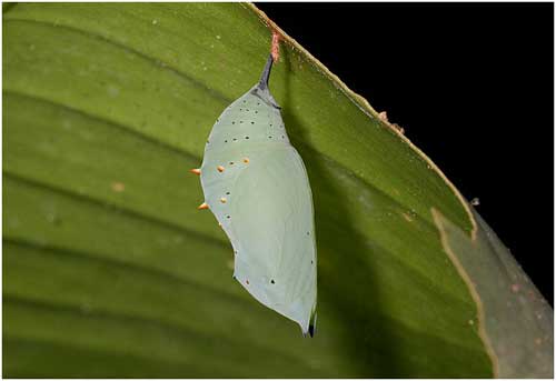 Mariposa sin alas Mariposa sin alas