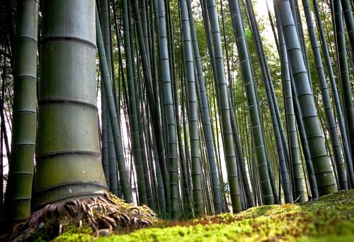 Reflexiones - El bamb japons 
