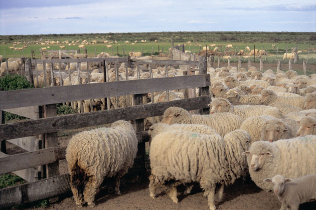 La Provincia impulsa el desarrollo ovino La Provincia impulsa el desarrollo ovino