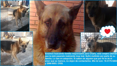 Se busca hogar responsable para Charly, un Ovejero Alemán Se busca hogar responsable para Charly, un Ovejero Alemán