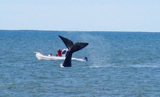 Se vieron ballenas en la costa marplatense Se vieron ballenas en la costa marplatense