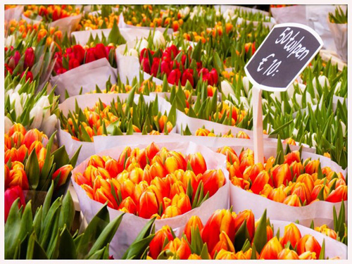 El colorido Mercado de las flores de Ámsterdam El colorido Mercado de las flores de Ámsterdam
