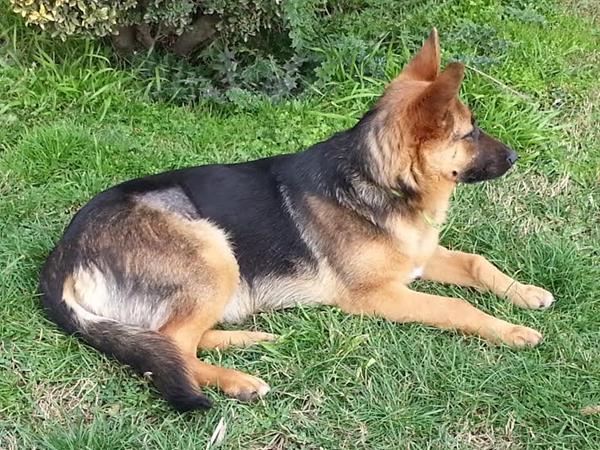Buscan a cachorra perdida Buscan a cachorra perdida