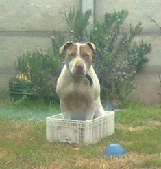 Buscan un hogar para Max Buscan un hogar para Max