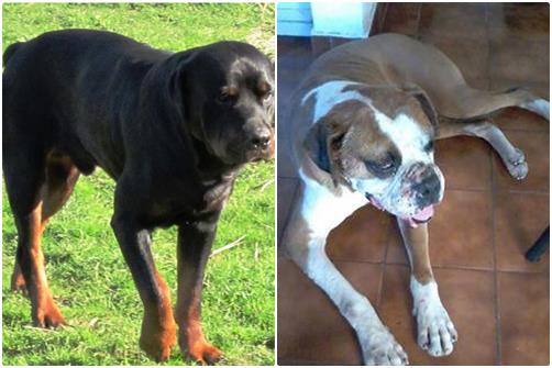 Perros buscados Perros buscados