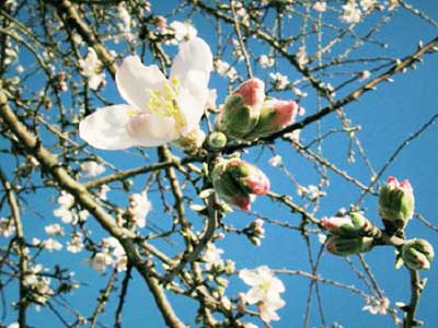 En eterna primavera En eterna primavera