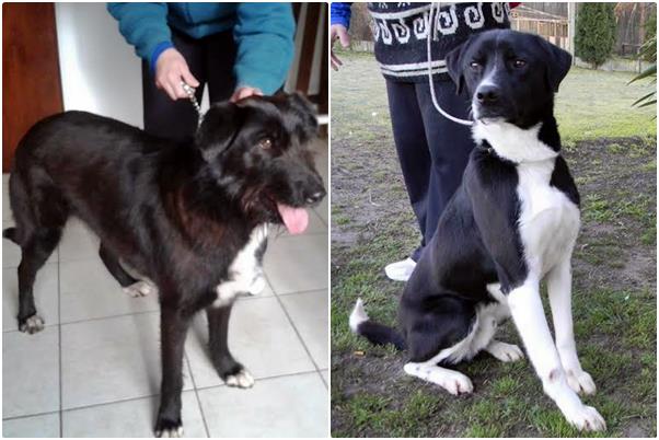 Buscan adoptantes para “Princesa” y “Genaro” Buscan adoptantes para “Princesa” y “Genaro”