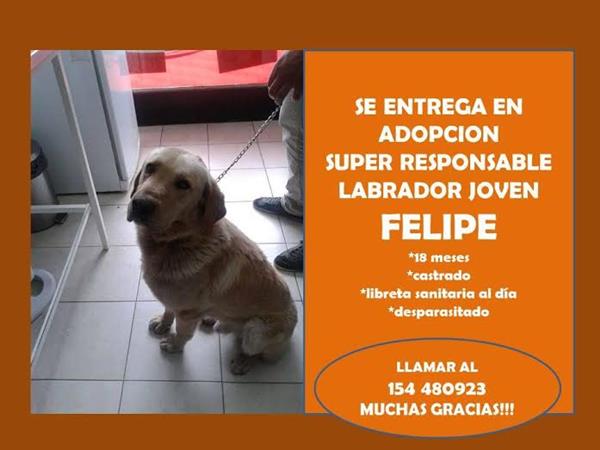 Adopción para Felipe Adopción para Felipe