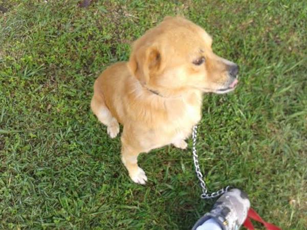 Buscan un hogar para Manolo Buscan un hogar para Manolo