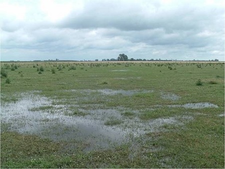 Respuesta de los suelos y pastizales después de la inundación Respuesta de los suelos y pastizales después de la inundación