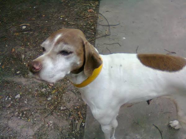 Encuentran perrita perdida Encuentran perrita perdida