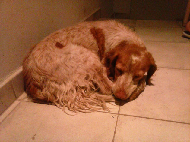 Encontraron una perrita perdida en el Parque Independencia Encontraron una perrita perdida en el Parque Independencia