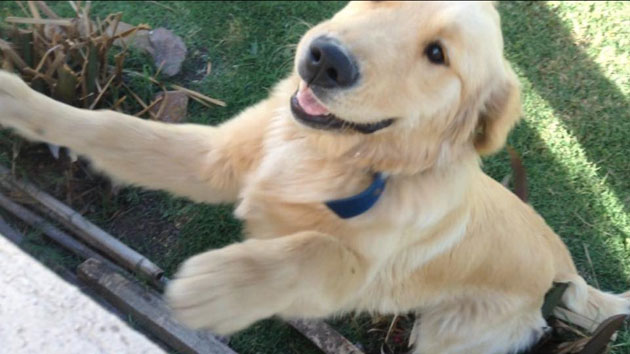 Encontraron cachorro perdido Encontraron cachorro perdido