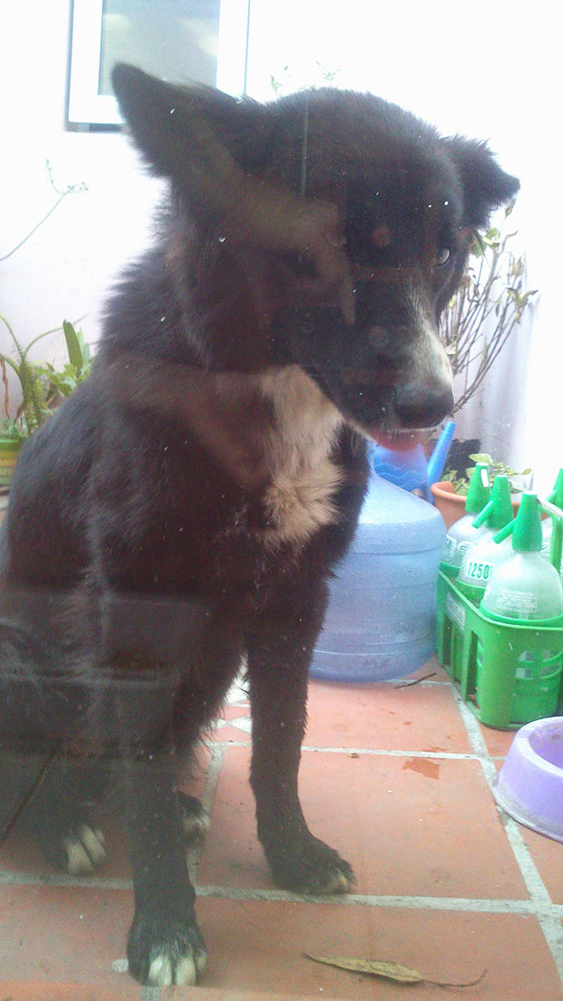 Encontraron una perrita Encontraron una perrita