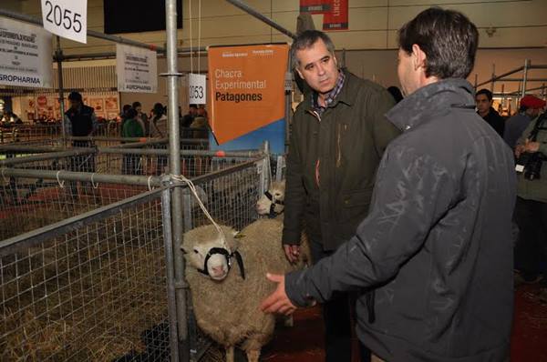 Creció la producción ovina en la Provincia de Buenos Aires Creció la producción ovina en la Provincia de Buenos Aires