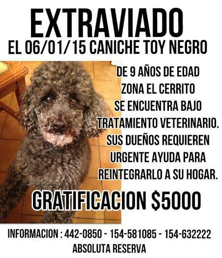 Ofrecen cuantiosa recompensa para recuperar un perro perdido Ofrecen cuantiosa recompensa para recuperar un perro perdido
