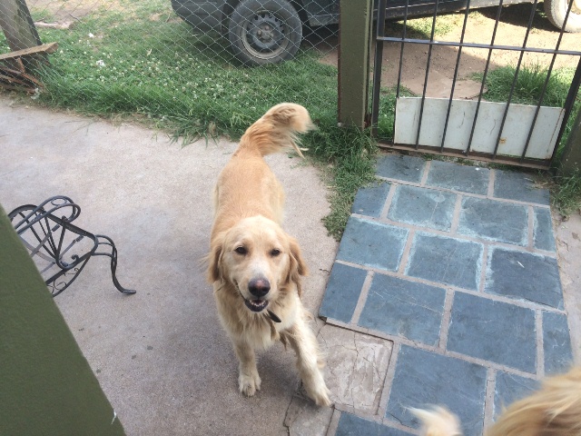 Encontraron perrita en zona La Porteña Encontraron perrita en zona La Porteña