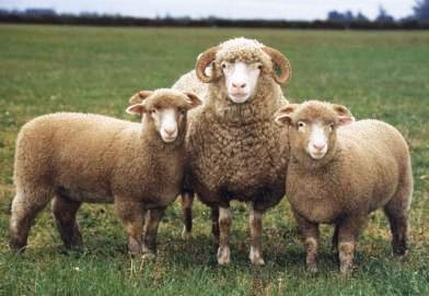 Se realizará la 76º Exposición Ovina Se realizará la 76º Exposición Ovina