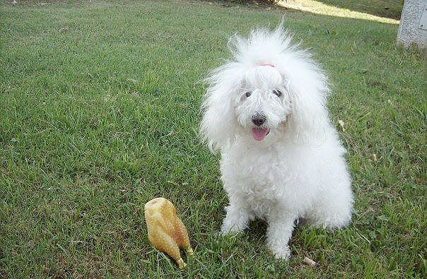 Buscan a Coqui Buscan a Coqui