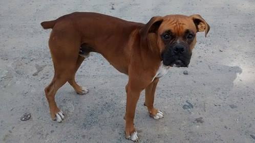 Buscan perro bóxer perdido Buscan perro bóxer perdido