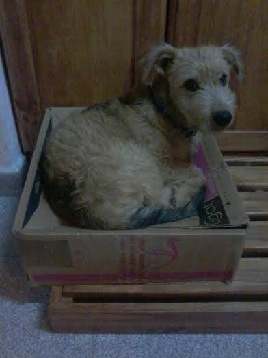 Buscan a Kurt Buscan a Kurt