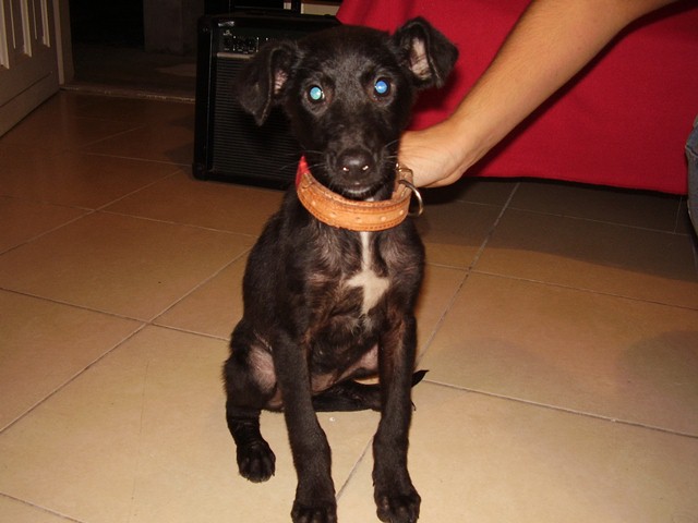 Perra con collar encontrada en el Dique Perra con collar encontrada en el Dique