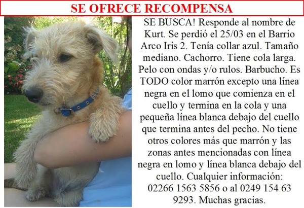Buscan a Kurt Buscan a Kurt
